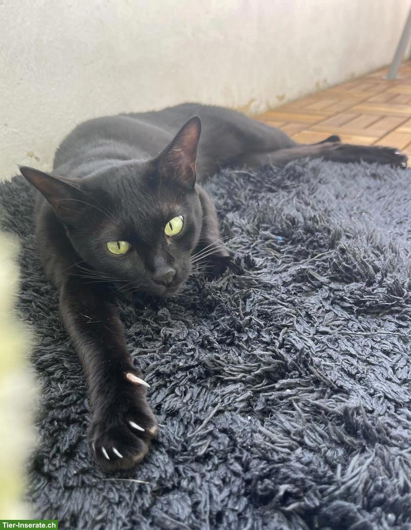 Wunderschöne Savannah Katze, anhänglich und verspielt