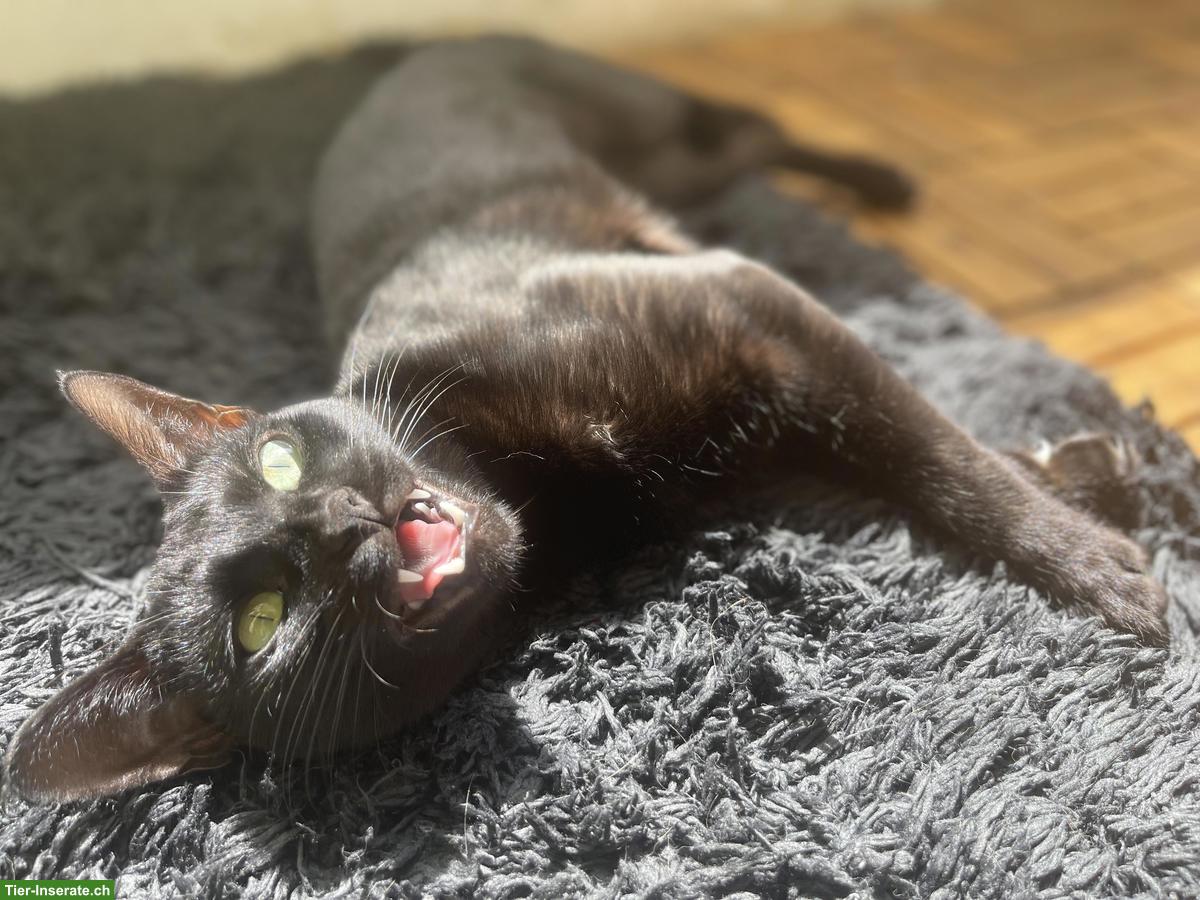 Bild 2: Wunderschöne Savannah Katze, anhänglich und verspielt