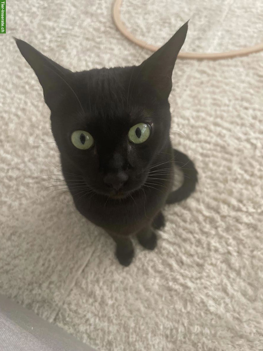 Bild 3: Wunderschöne Savannah Katze, anhänglich und verspielt