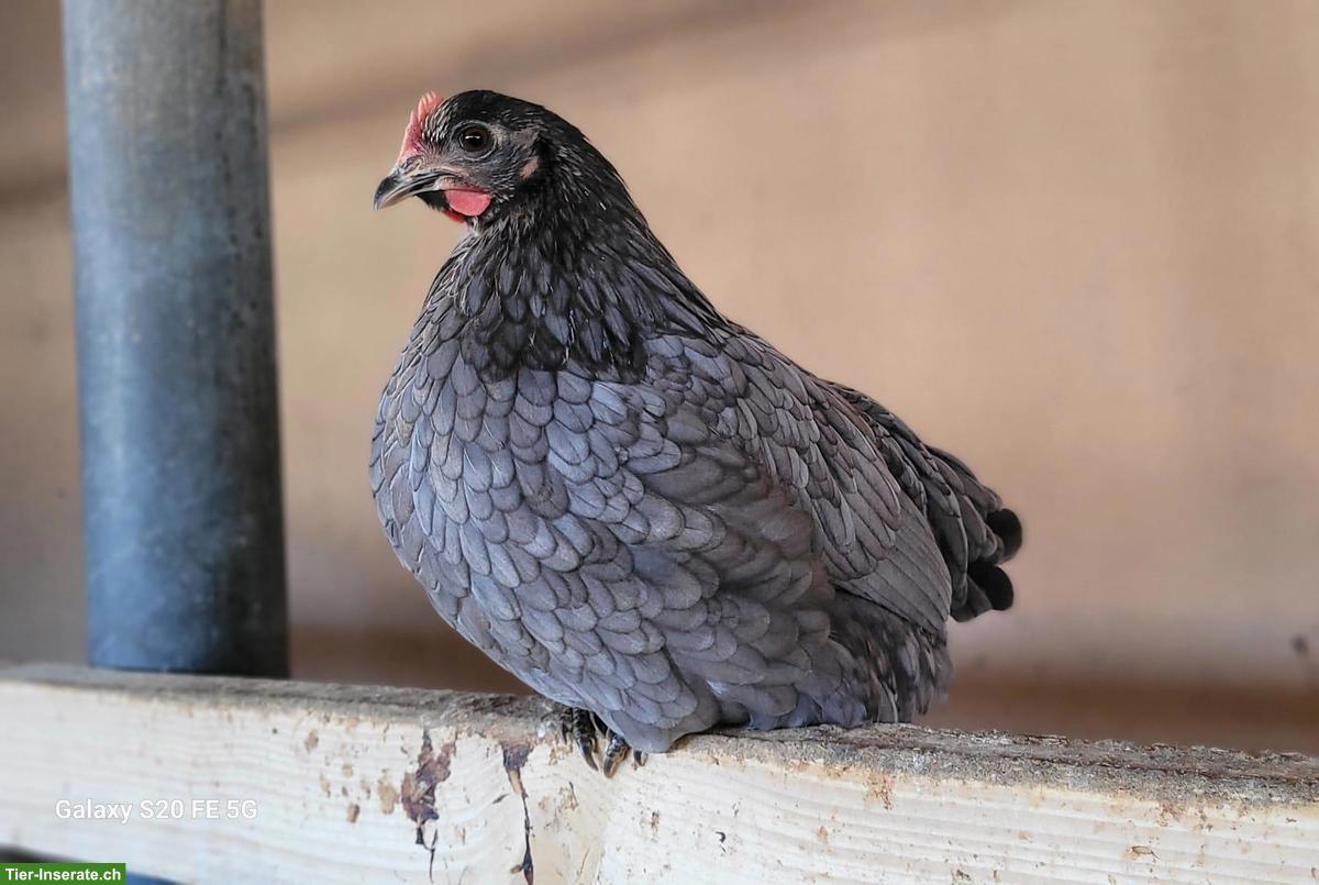 Legereife Junghennen, diverse Rassen zu verkaufen