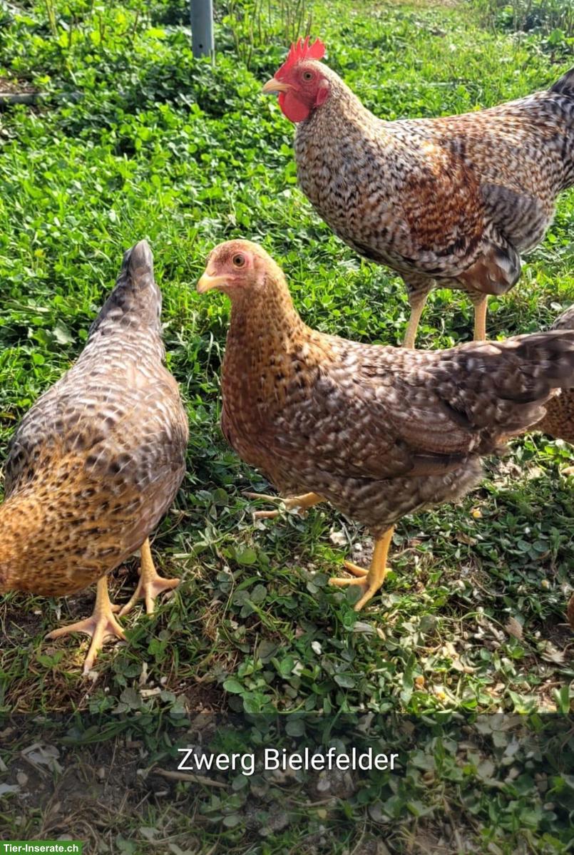 Bild 2: Legereife Junghennen, diverse Rassen zu verkaufen