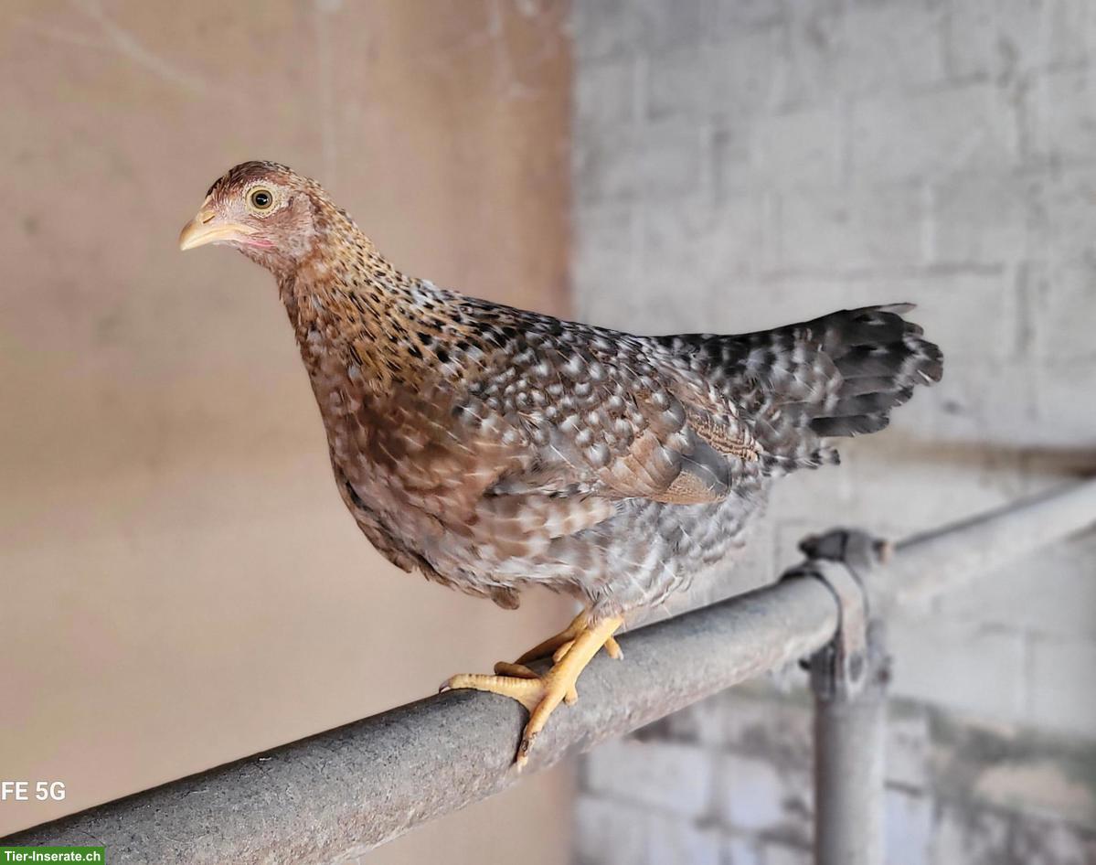 Bild 3: Legereife Junghennen, diverse Rassen zu verkaufen