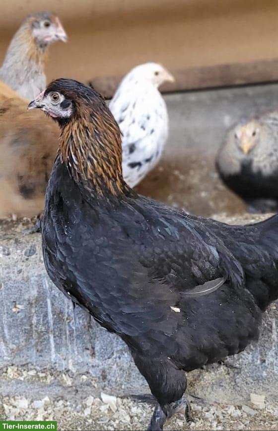 Bild 4: Legereife Junghennen, diverse Rassen zu verkaufen