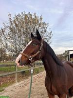 Selle‑Français Wallach mit Top-Springpedigree zu verkaufen