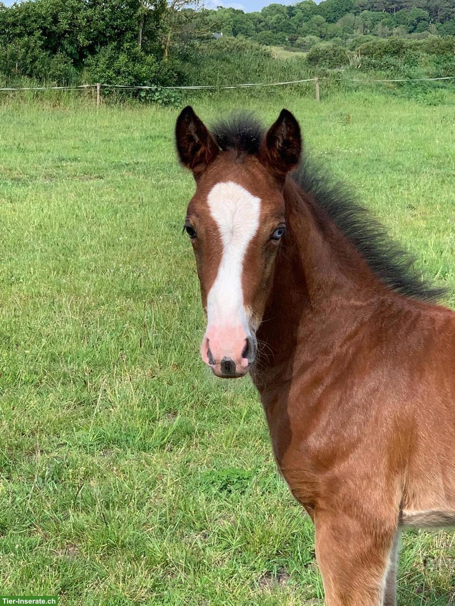 Bild 2: Selle‑Français Wallach mit Top-Springpedigree zu verkaufen