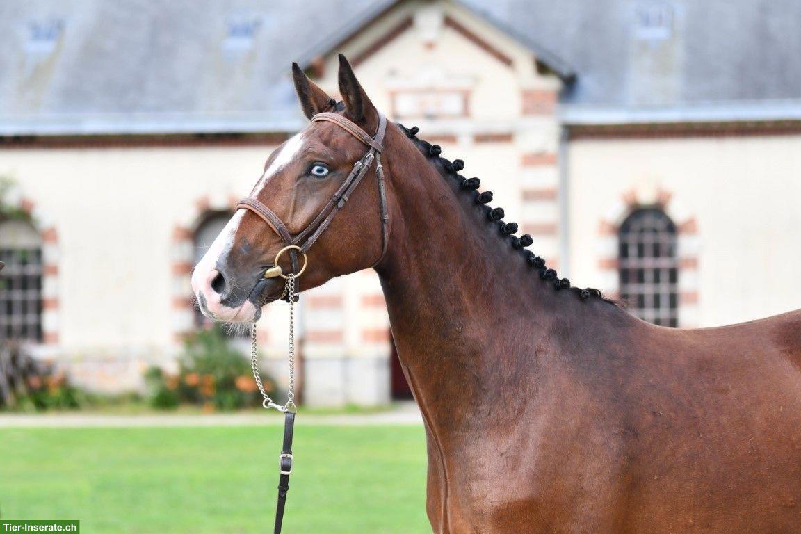 Bild 3: Selle‑Français Wallach mit Top-Springpedigree zu verkaufen