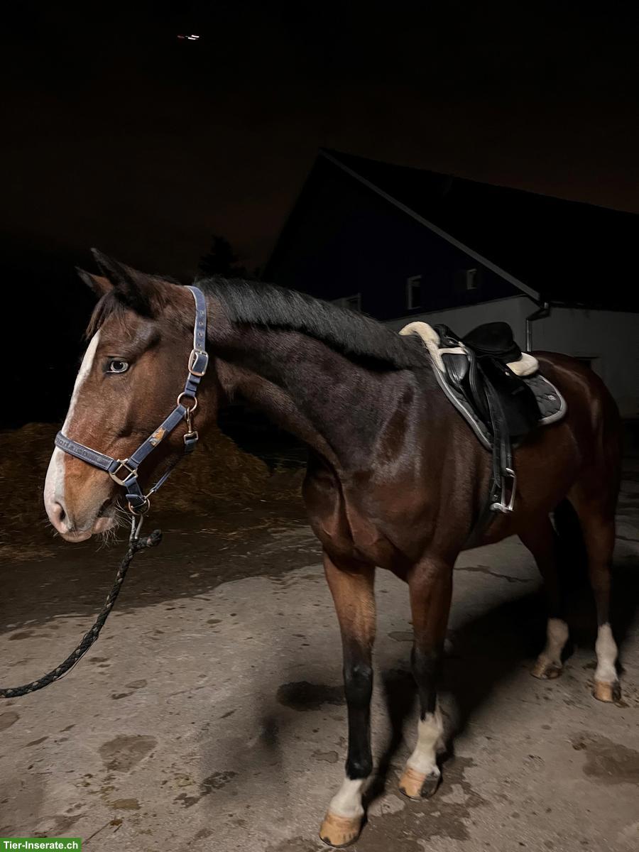 Bild 4: Selle‑Français Wallach mit Top-Springpedigree zu verkaufen