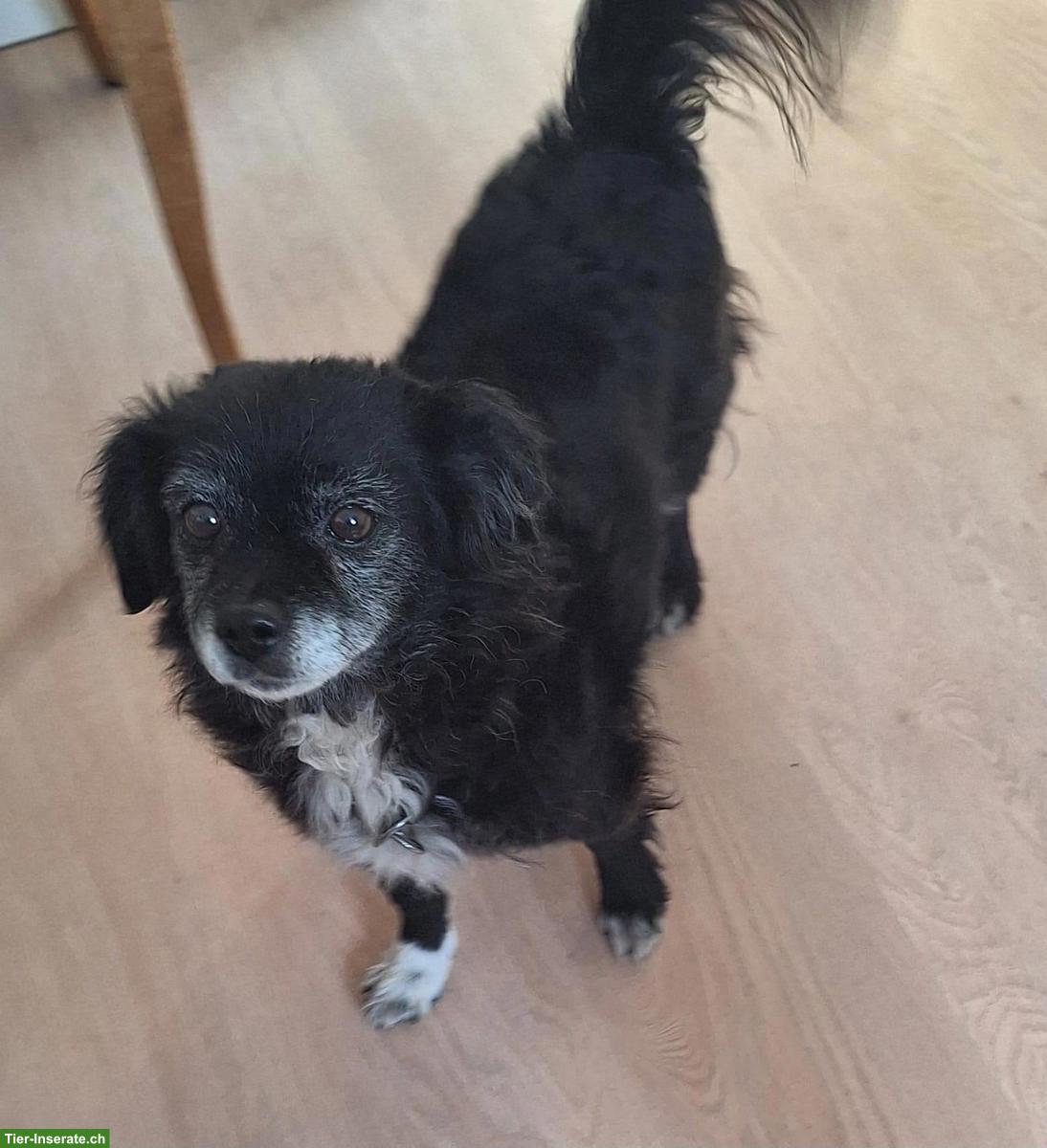 Mischlingshündin Joya sucht ihr für immer Zuhause