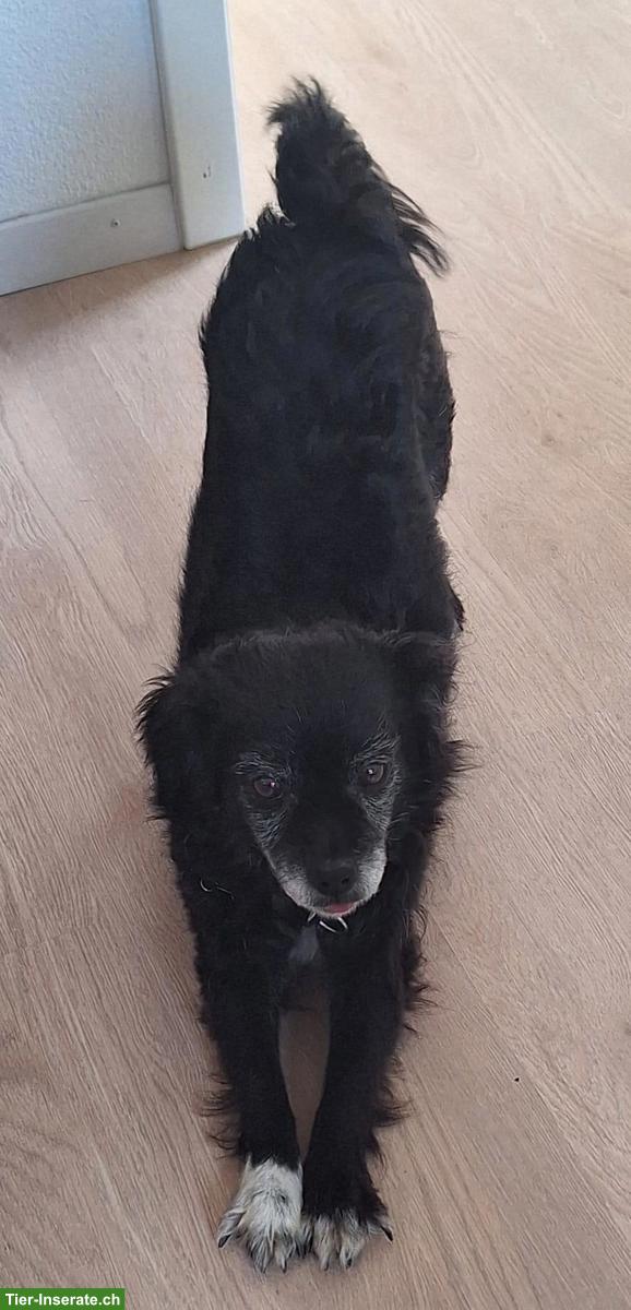 Bild 2: Mischlingshündin Joya sucht ihr für immer Zuhause