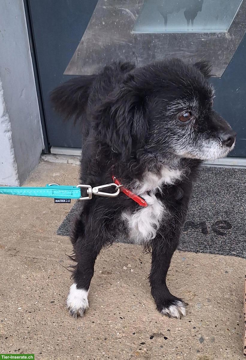 Bild 3: Mischlingshündin Joya sucht ihr für immer Zuhause