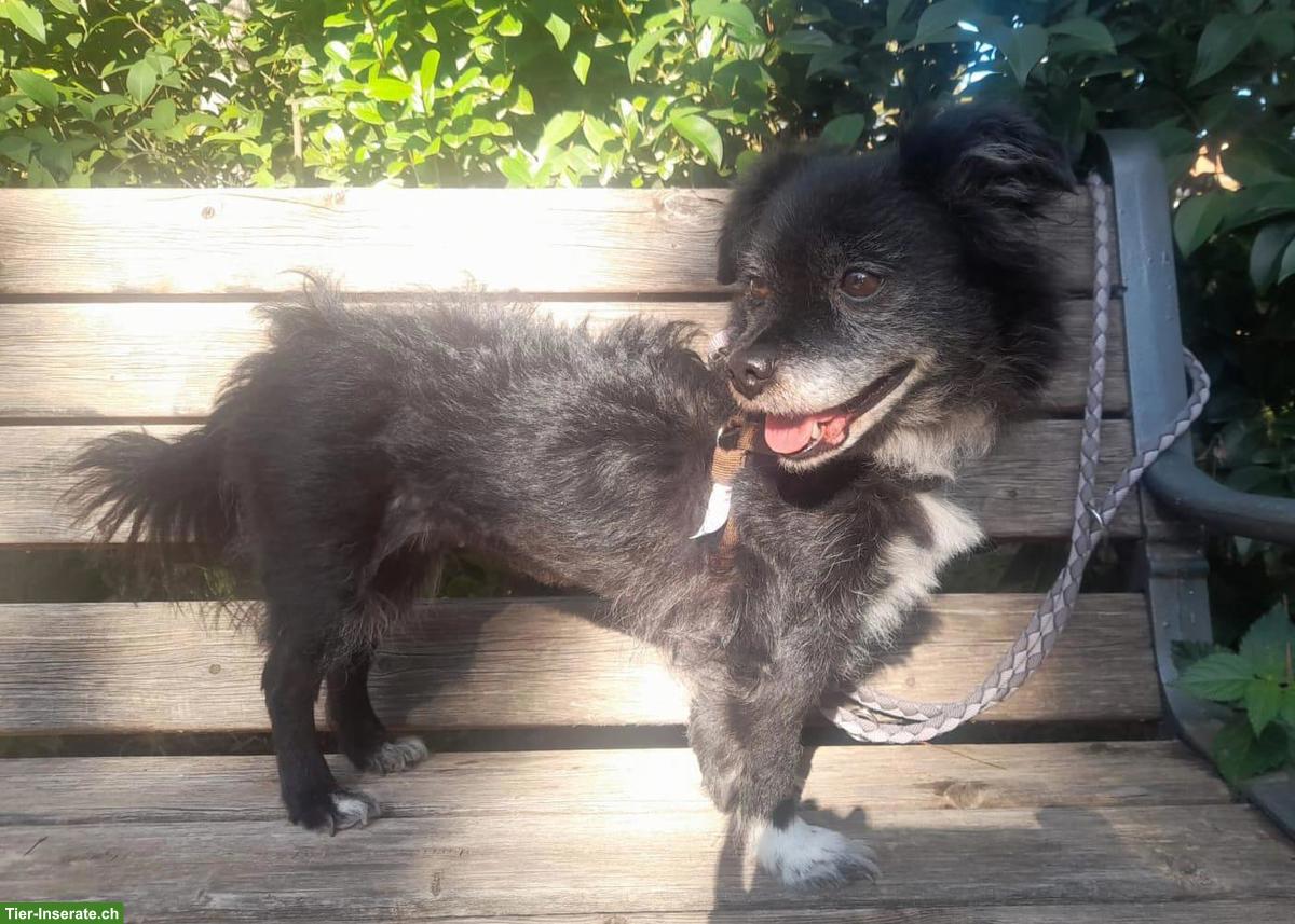 Bild 4: Mischlingshündin Joya sucht ihr für immer Zuhause