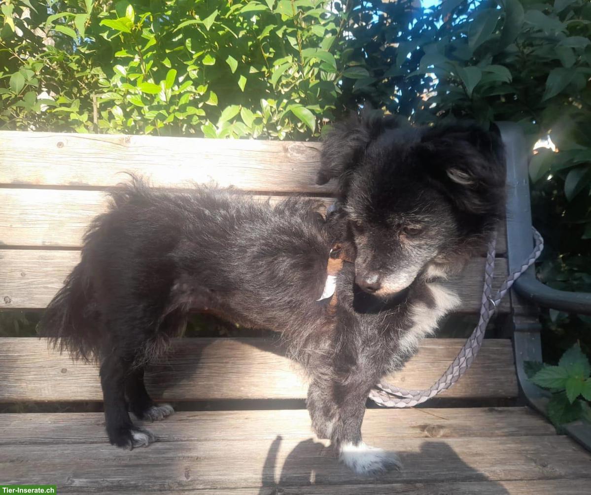 Bild 5: Mischlingshündin Joya sucht ihr für immer Zuhause