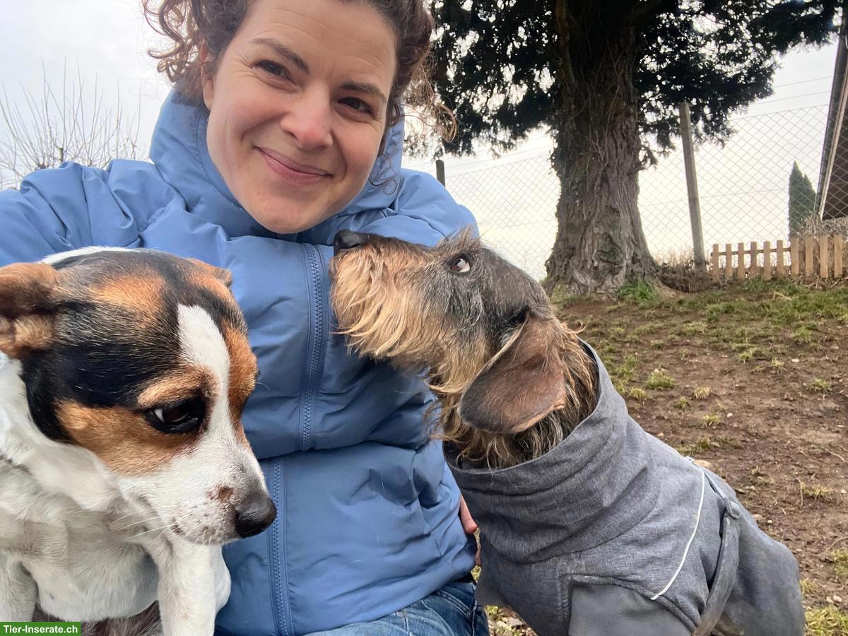 Zertifizierte Hundetages- und Ferienbetreuung mit Herz, Wangen ZH