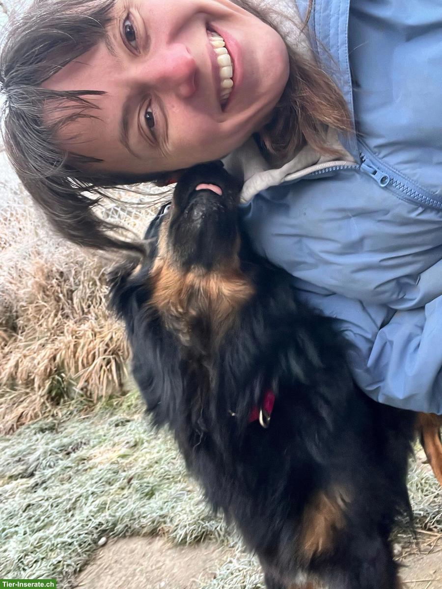 Bild 2: Zertifizierte Hundetages- und Ferienbetreuung mit Herz, Wangen ZH