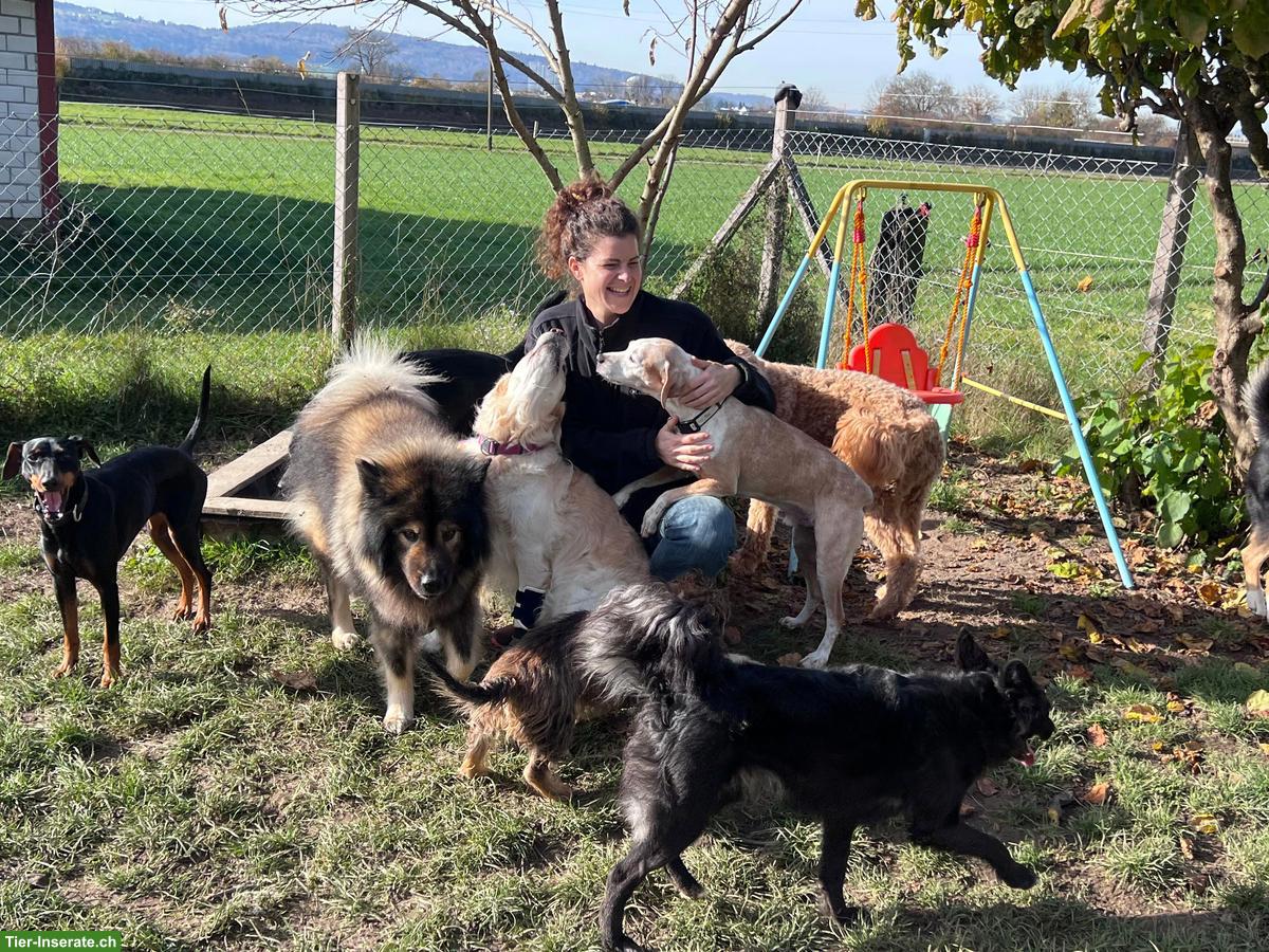 Bild 3: Zertifizierte Hundetages- und Ferienbetreuung mit Herz, Wangen ZH