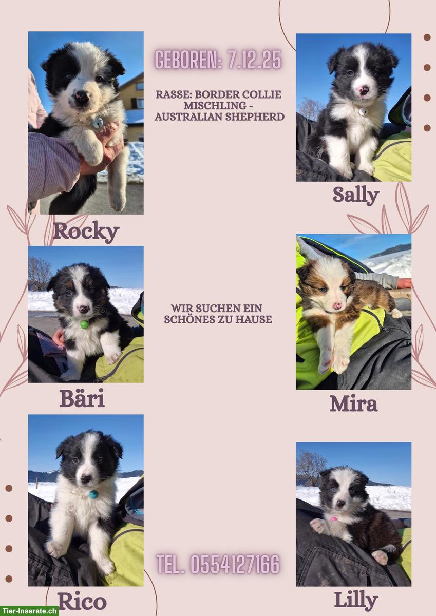 Mischlingswelpen, Border Collie/Bergamasker x Australian Shepherd