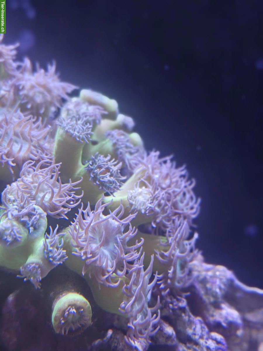 Bild 3: Kompletter Meerwasserbesatz abzugeben