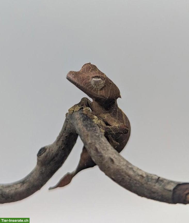 Pfeilschwanzgecko (Uroplatus Ebenaui)