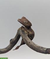 Pfeilschwanzgecko (Uroplatus Ebenaui)