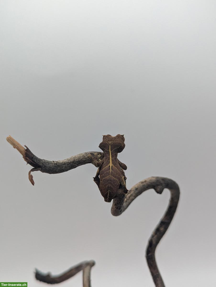 Bild 2: Pfeilschwanzgecko (Uroplatus Ebenaui)