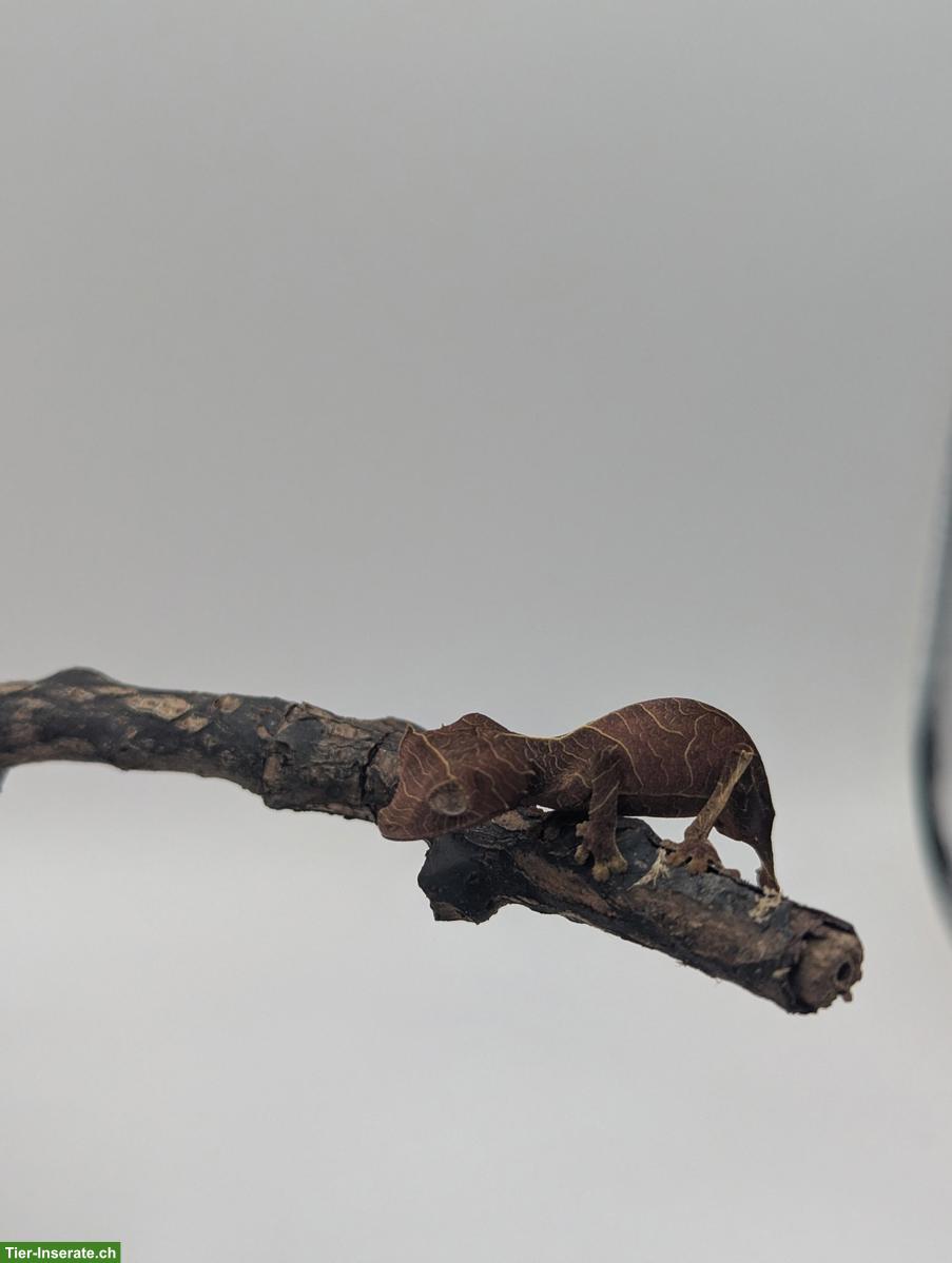 Bild 3: Pfeilschwanzgecko (Uroplatus Ebenaui)