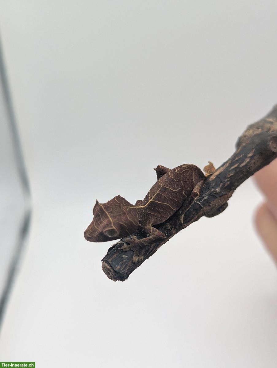 Bild 4: Pfeilschwanzgecko (Uroplatus Ebenaui)