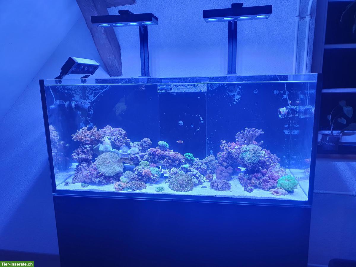 Meerwasseraquarium Red Sea 425 XL inkl. Besatz & Technik