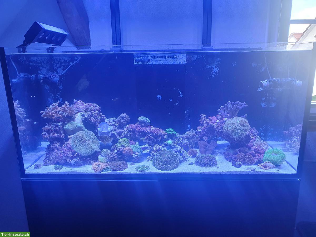 Bild 2: Meerwasseraquarium Red Sea 425 XL inkl. Besatz & Technik