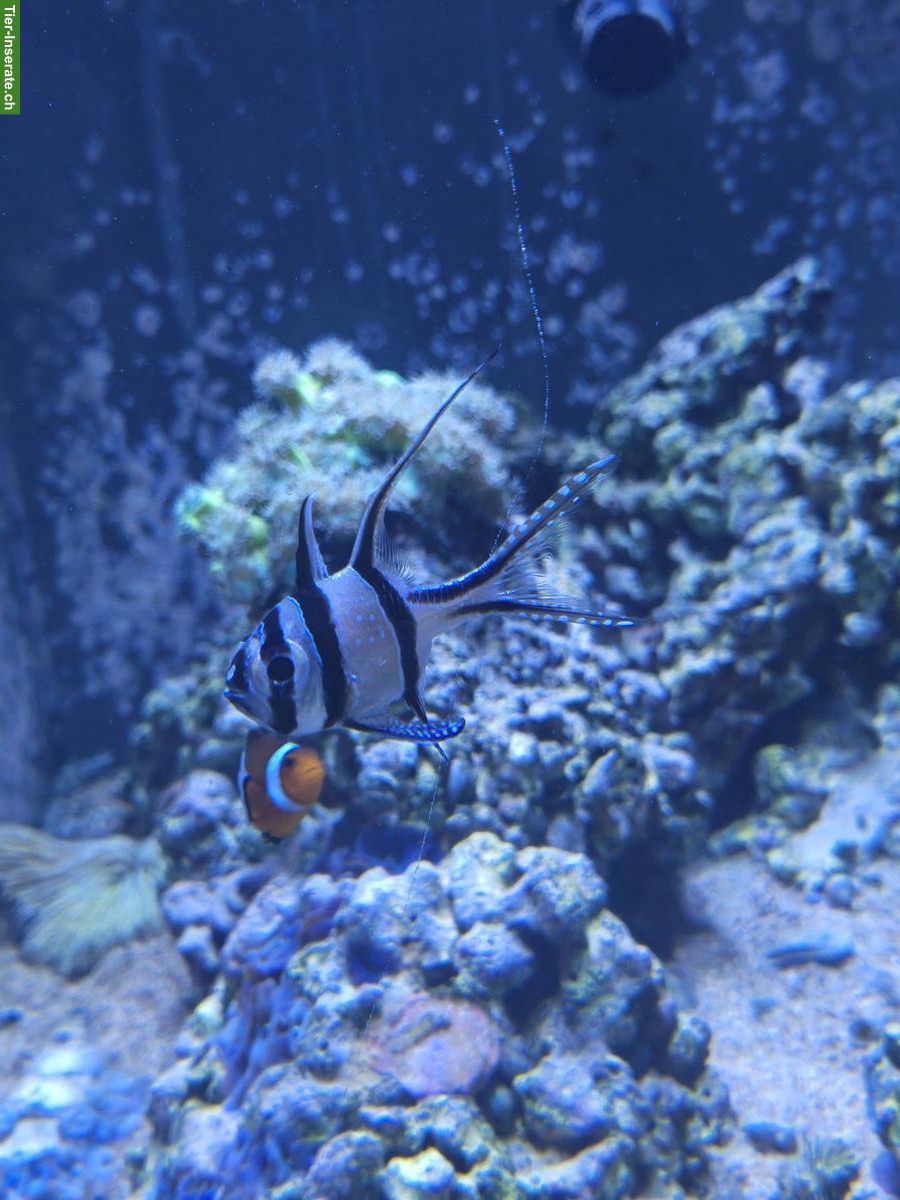 Bild 4: Meerwasseraquarium Red Sea 425 XL inkl. Besatz & Technik