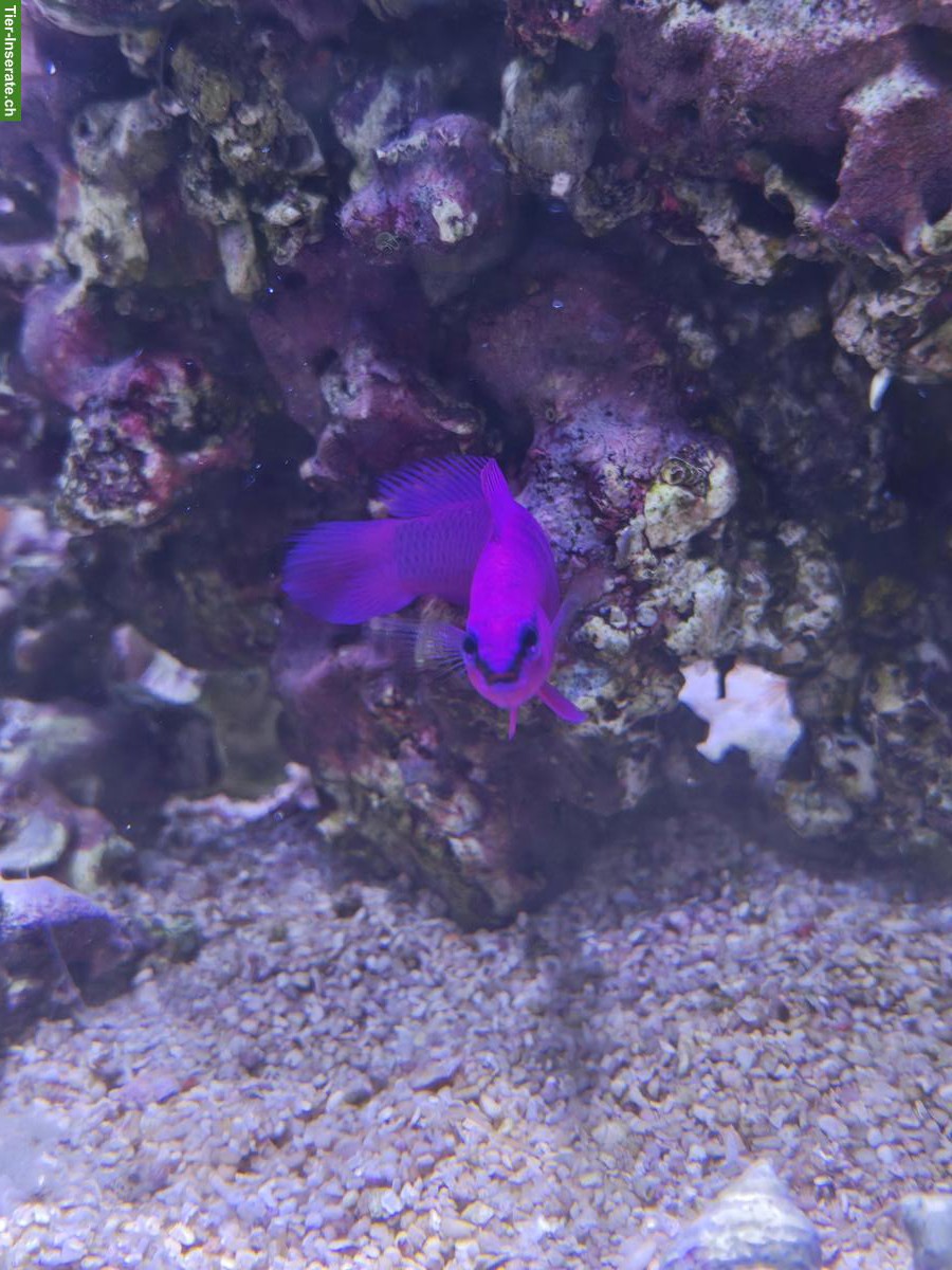 Bild 5: Meerwasseraquarium Red Sea 425 XL inkl. Besatz & Technik