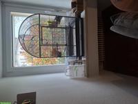 Zebrafinken mit Käfig zu verkaufen