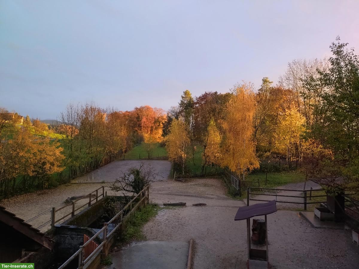 Suchen Stallhilfe für Privatstall im Zürcher Oberland