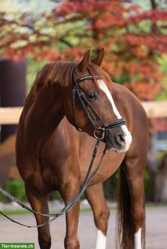 Deutsches Reitpony Wallach, gut zu reiten