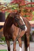 Deutsches Reitpony Wallach, gut zu reiten