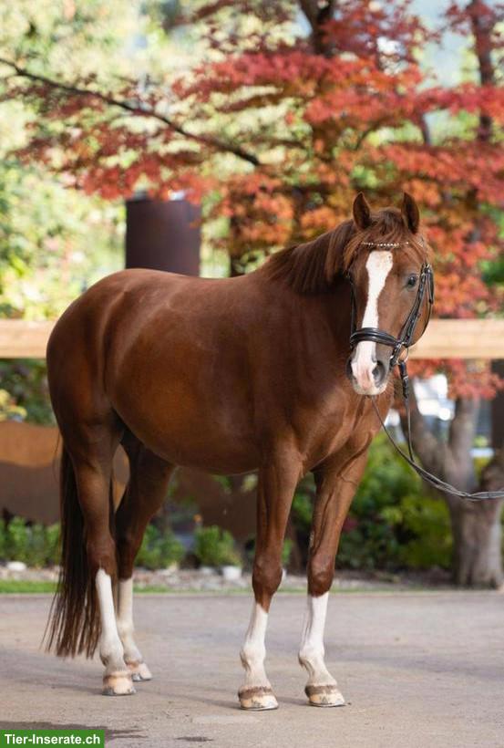Bild 2: Deutsches Reitpony Wallach, gut zu reiten