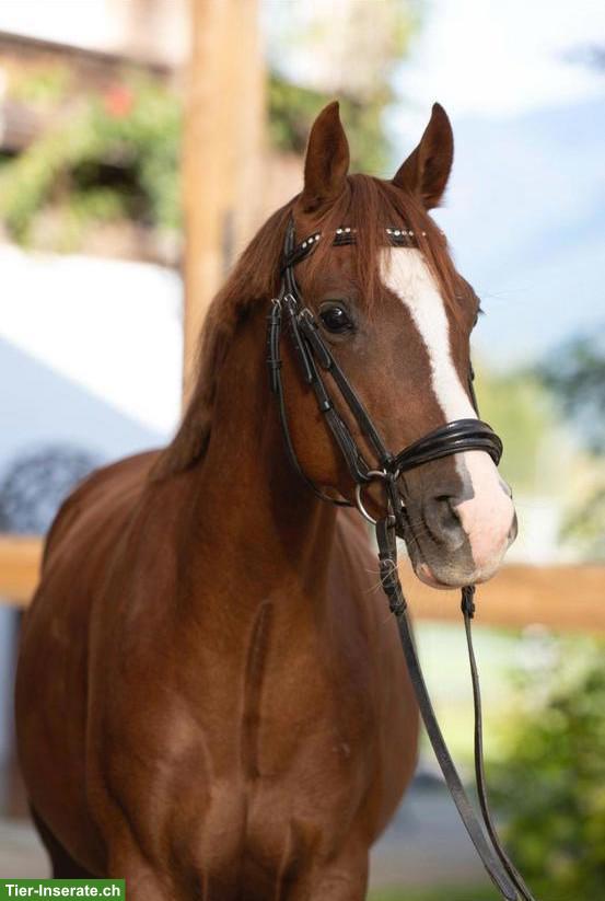 Bild 3: Deutsches Reitpony Wallach, gut zu reiten
