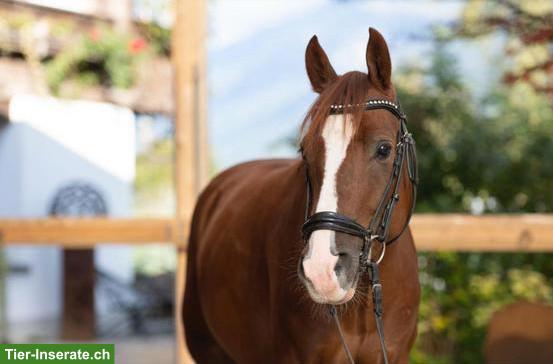 Bild 4: Deutsches Reitpony Wallach, gut zu reiten