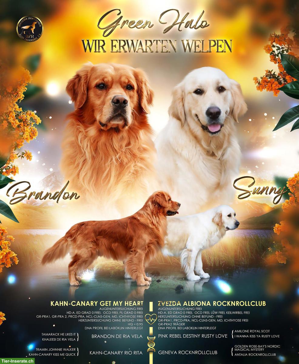 Golden Retriever Wurfankündigung ende Februar