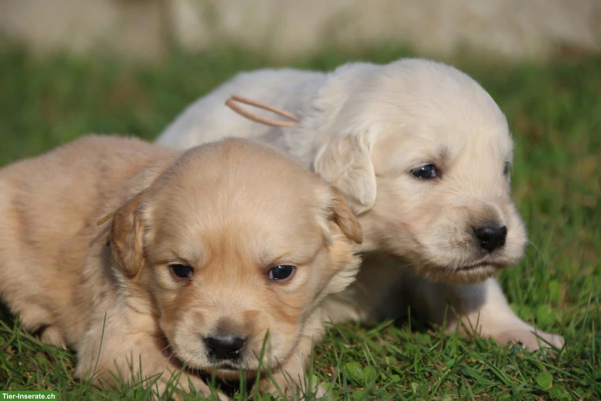 Bild 2: Golden Retriever Welpen