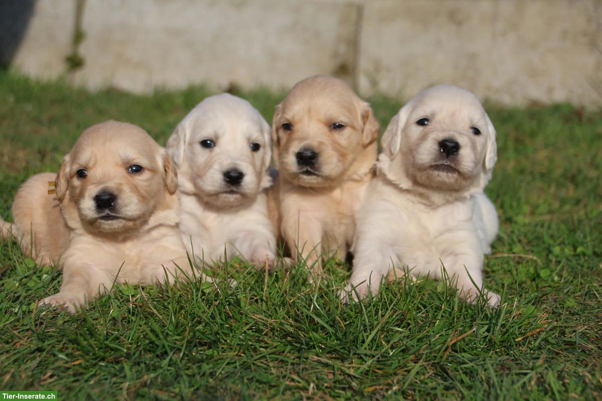Bild 3: Golden Retriever Welpen