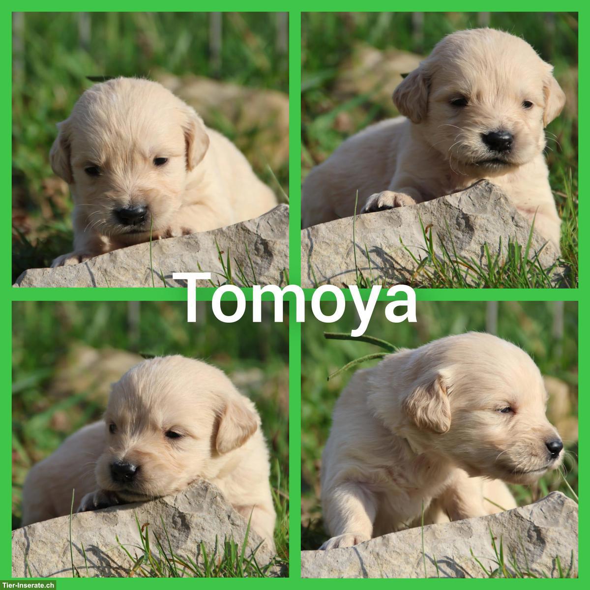 Bild 4: Golden Retriever Welpen