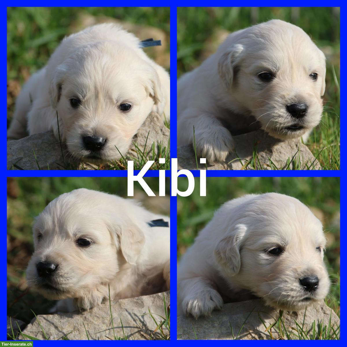 Bild 7: Golden Retriever Welpen