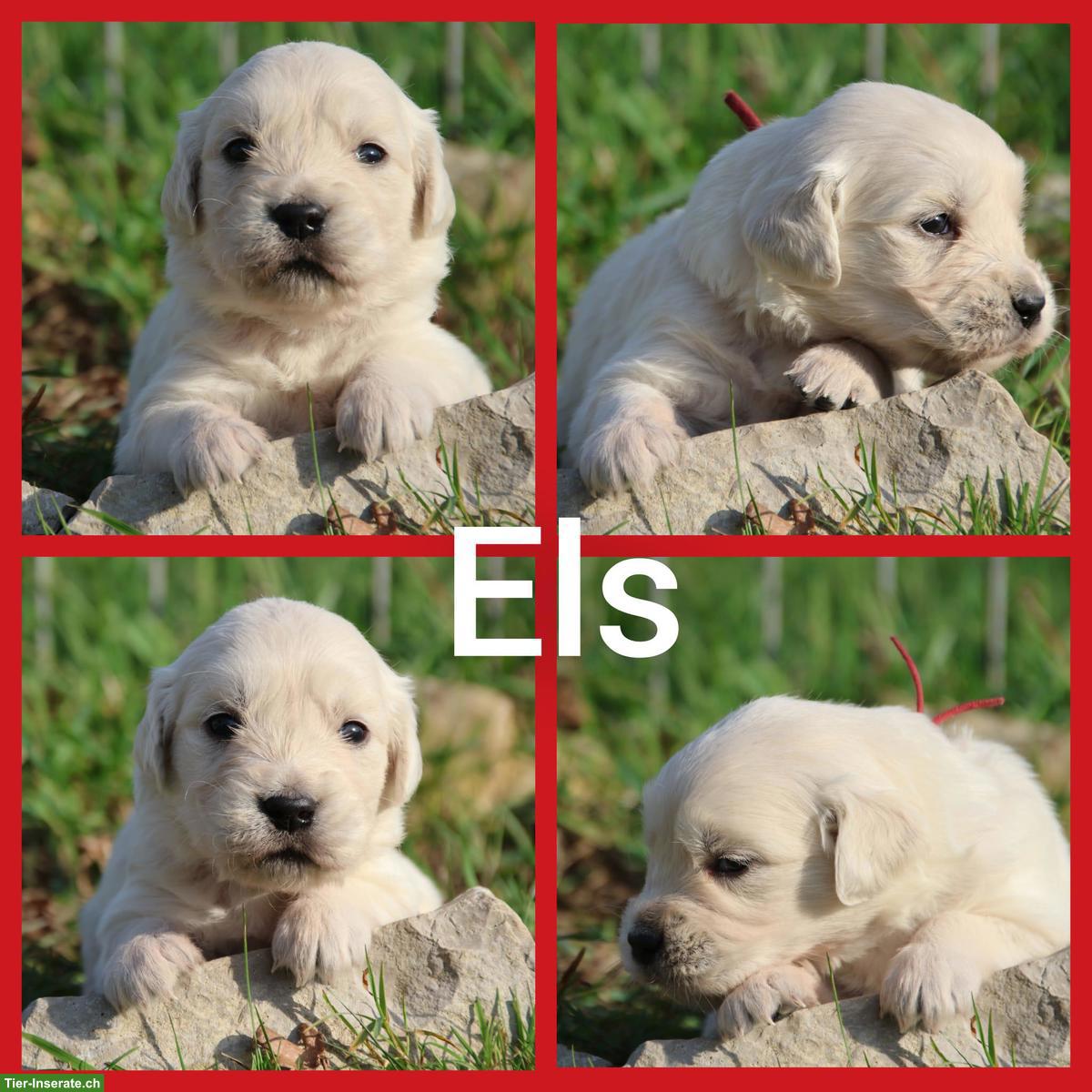 Bild 8: Golden Retriever Welpen