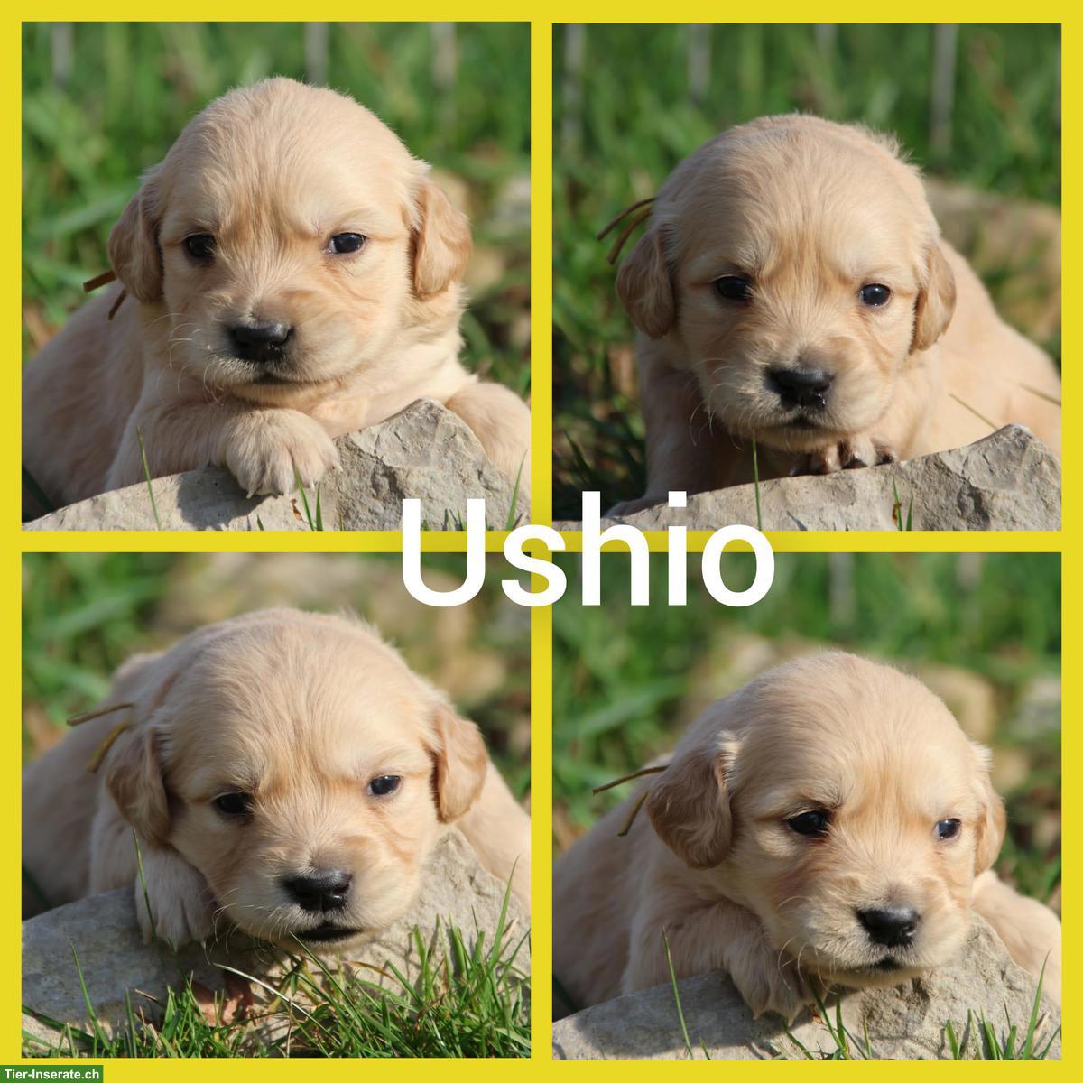 Bild 9: Golden Retriever Welpen