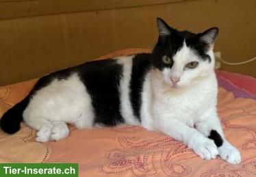 Kater Silvi, 12-jährig, sucht ein Zuhause in Wohnungshaltung