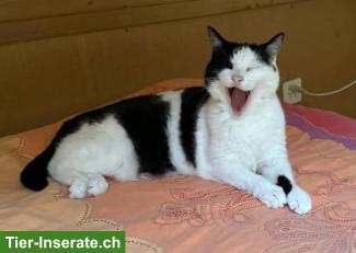 Bild 2: Kater Silvi, 12-jährig, sucht ein Zuhause in Wohnungshaltung