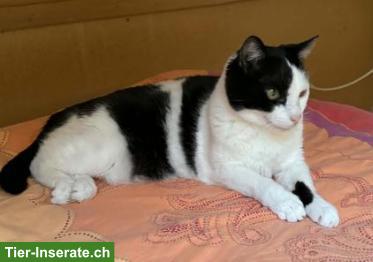 Bild 3: Kater Silvi, 12-jährig, sucht ein Zuhause in Wohnungshaltung