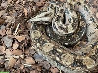 Boa Tarahumara, weiblich, reinrassig