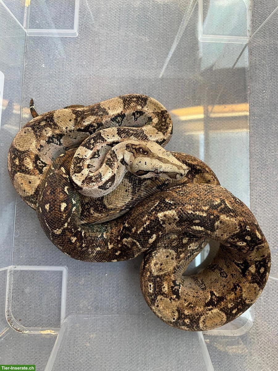 Bild 2: Boa Tarahumara, weiblich, reinrassig