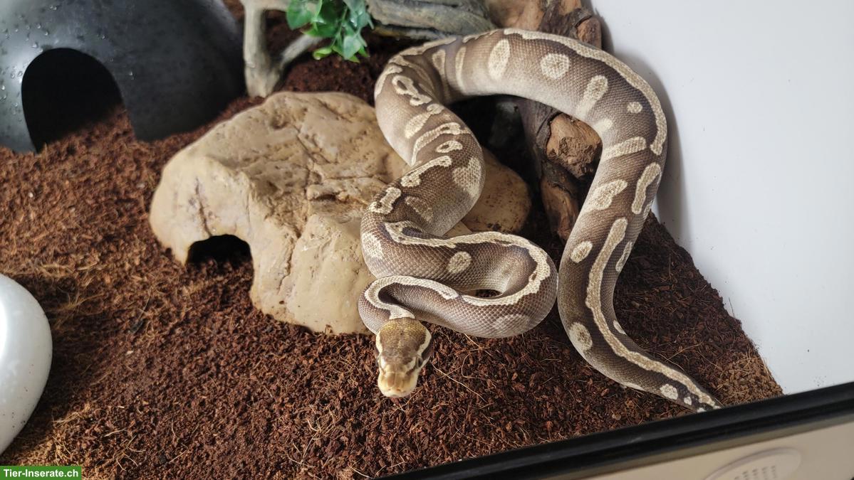 Bild 4: Boa und Königspython abzugeben